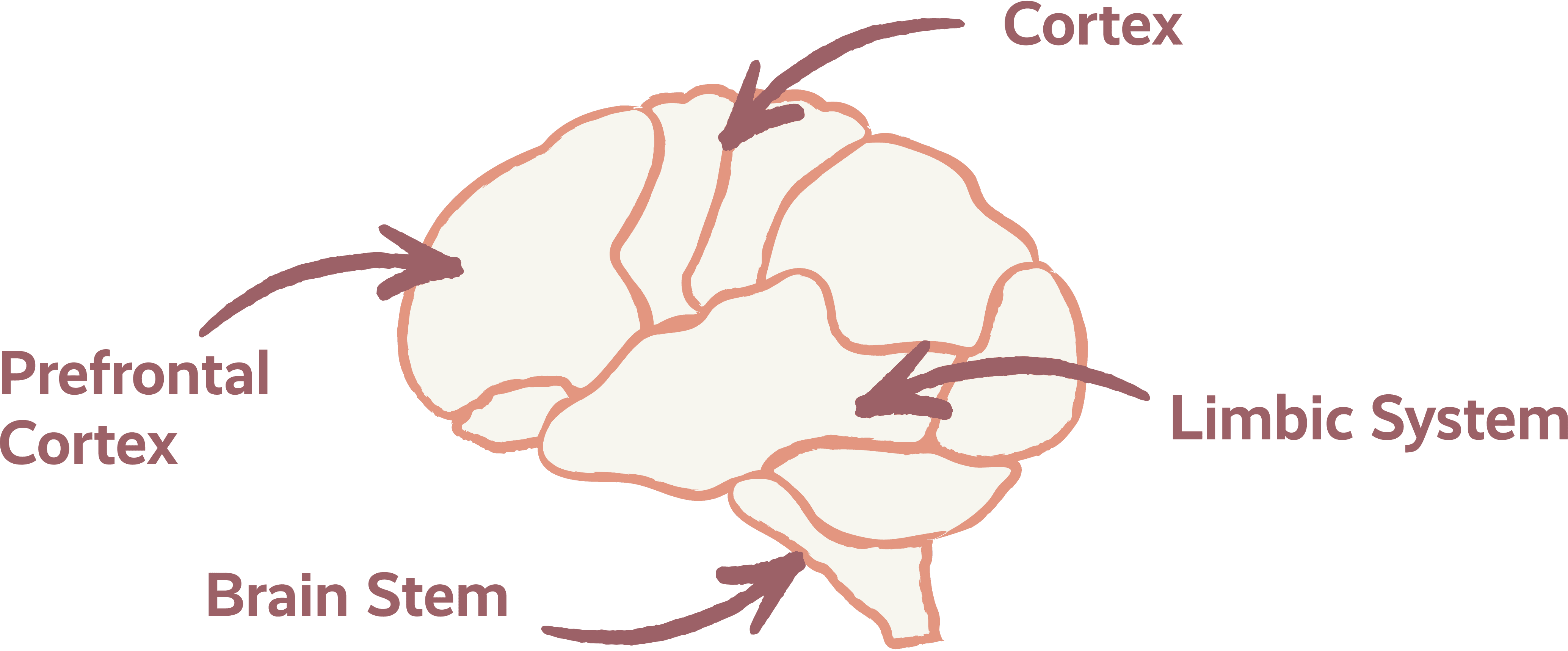 Brain Diagram